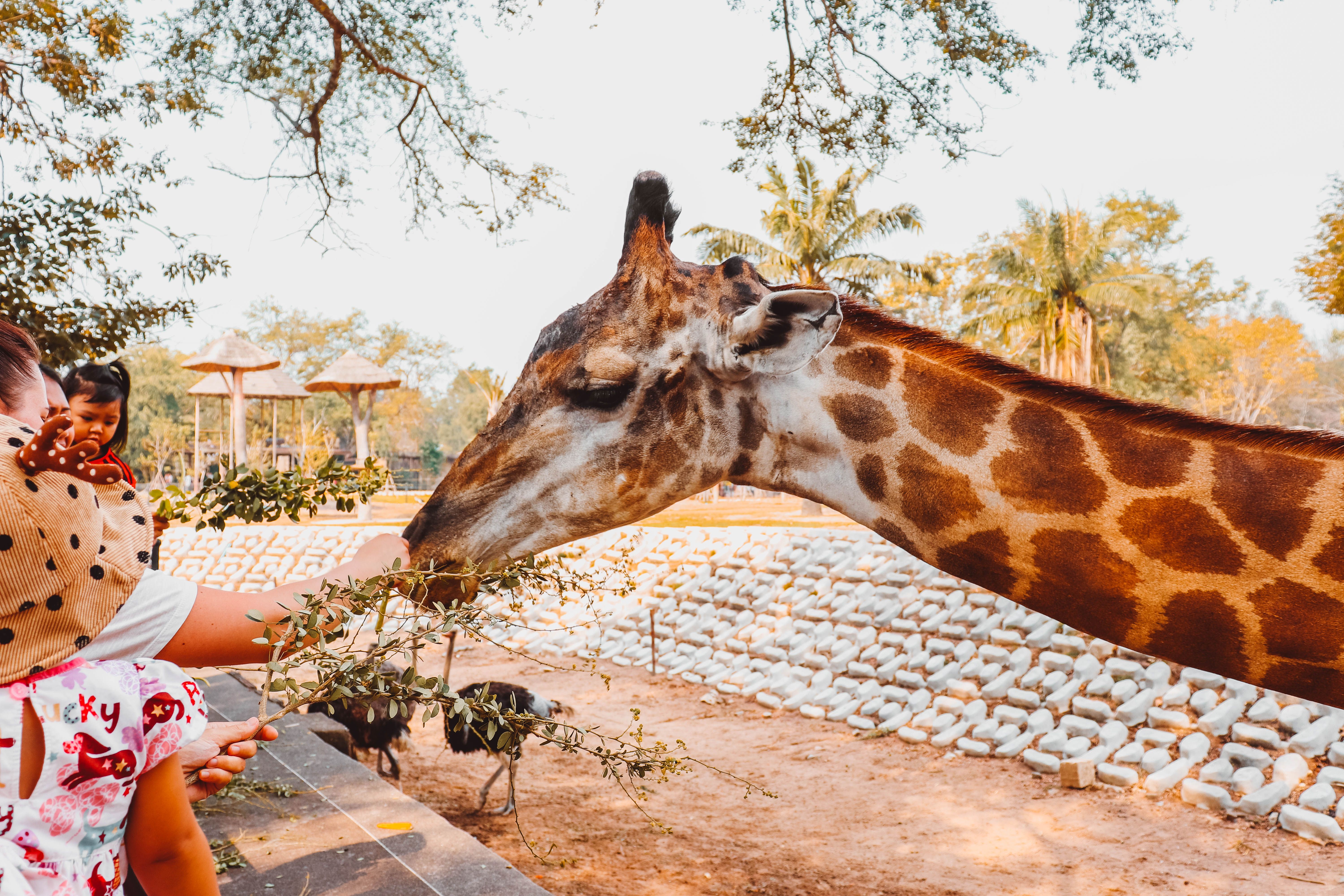 Vinpearl Safari Phu Quoc