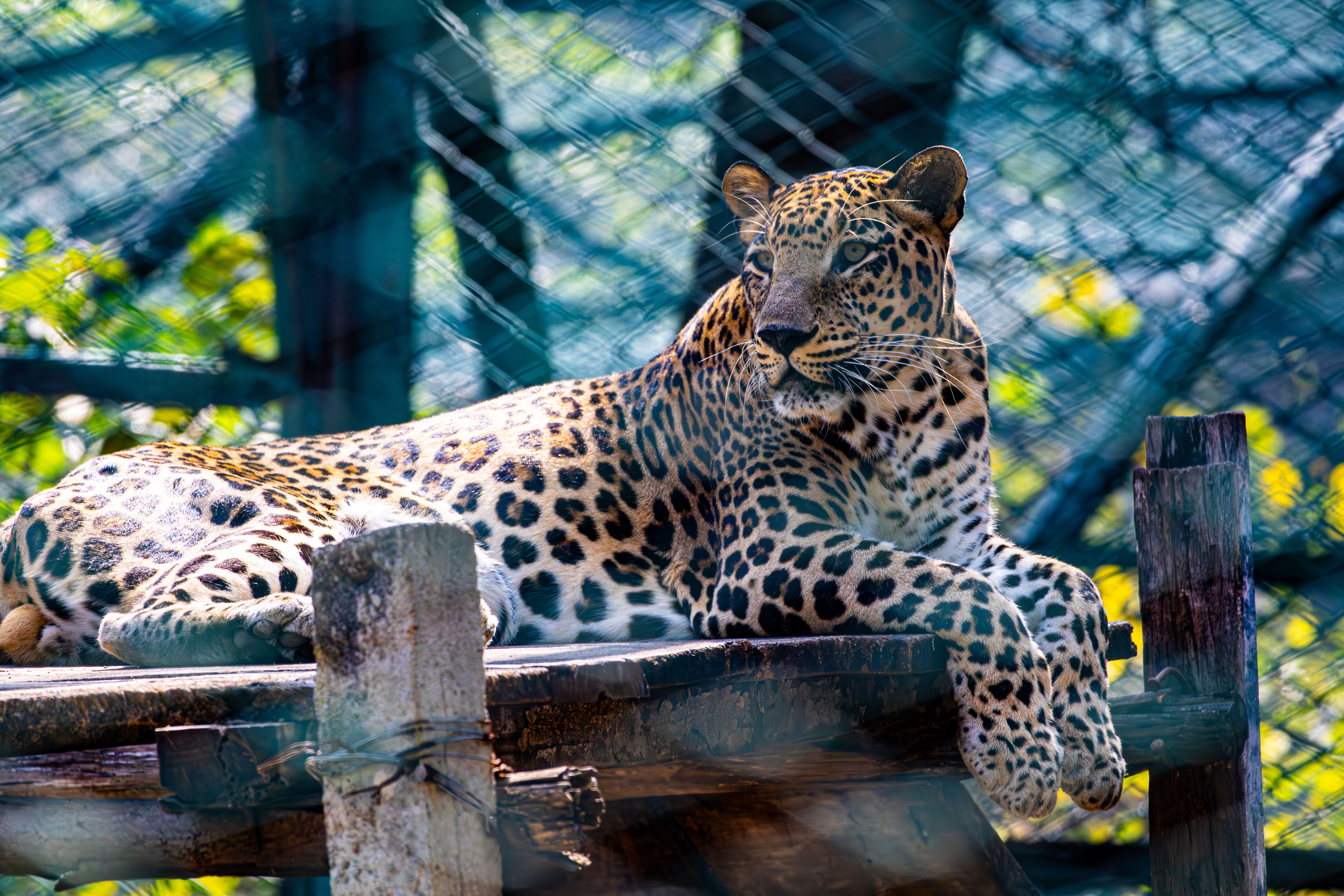 Vinpearl Safari & Grand World Phu Quoc – with Gondola Ride and Teddy Bear Museum